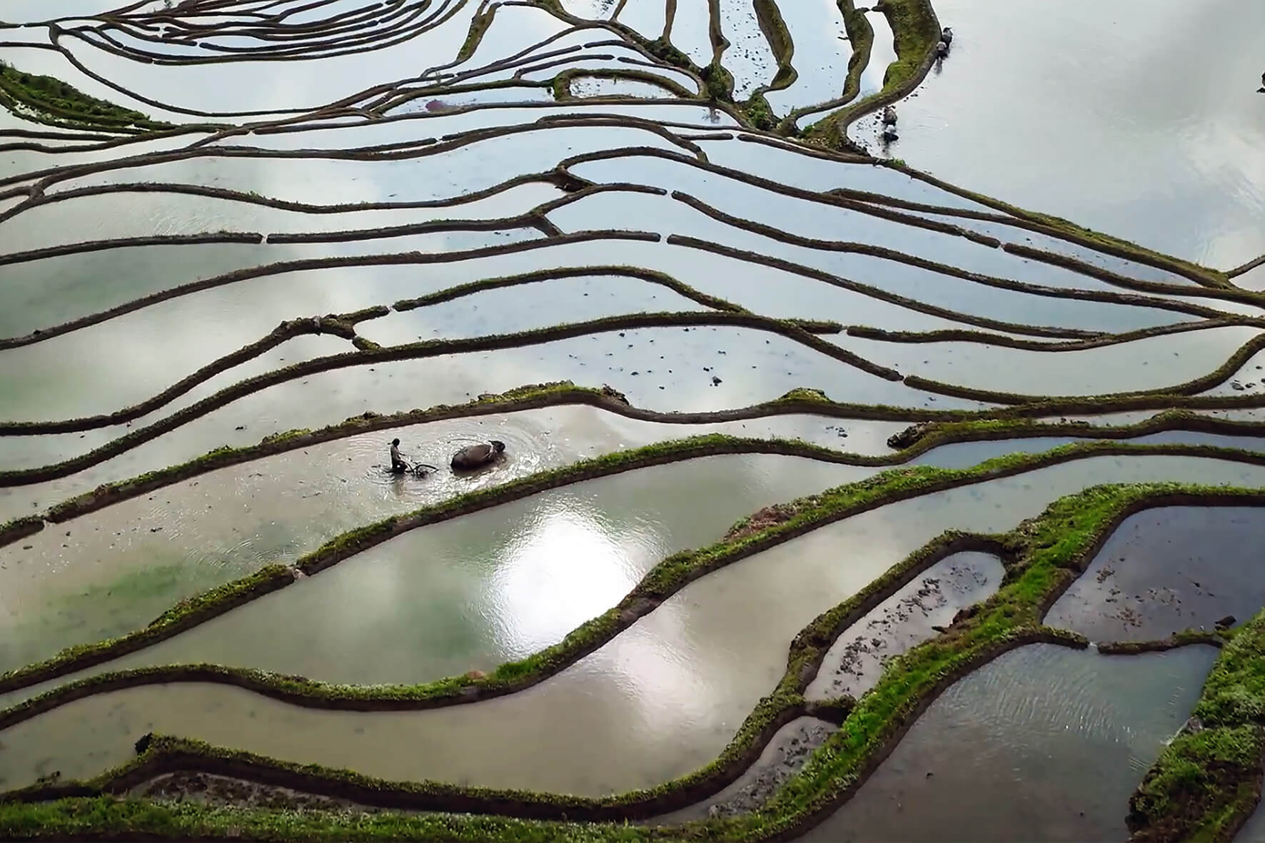 Balance of the Five Elements